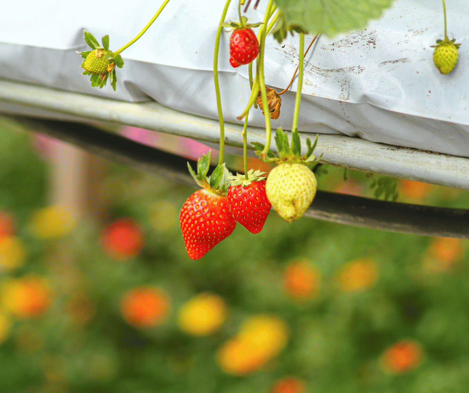 Strawberry Farm